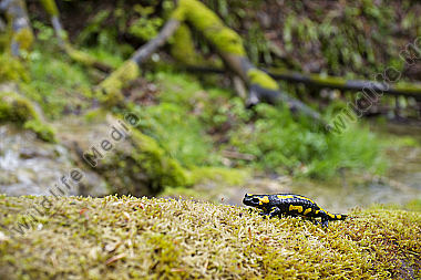 Feuersalamander an einem Bachlauf
