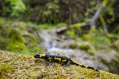Feuersalamander an einem Bachlauf