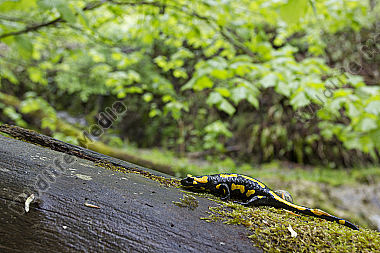 Feuersalamander an einem Bachlauf