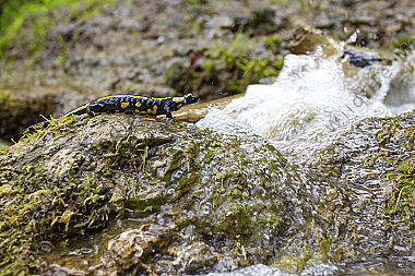 Feuersalamander an einem Bachlauf