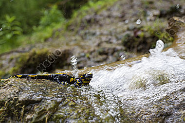 Feuersalamander an einem Bachlauf