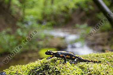 Feuersalamander an einem Bachlauf