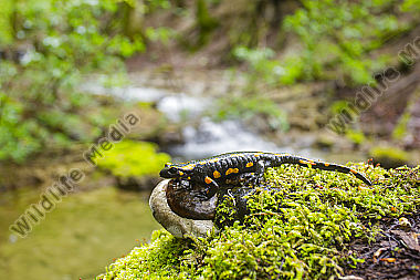 Feuersalamander an einem Bachlauf