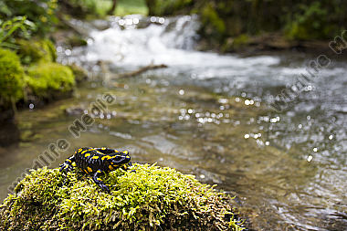 Feuersalamander an einem Bachlauf
