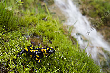 Feuersalamander