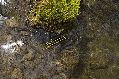 Feuersalamander