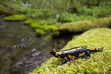 Feuersalamander