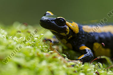 Feuersalamander