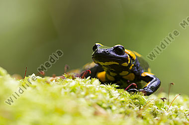 Feuersalamander