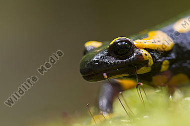 Feuersalamander