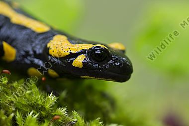 Feuersalamander