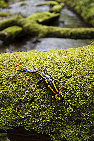 Feuersalamander