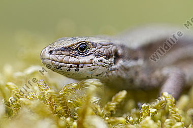 Waldeidechse / vivparous lizard / Lacerta vivipara