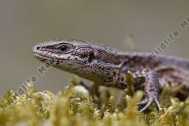 Waldeidechse / vivparous lizard / Lacerta vivipara