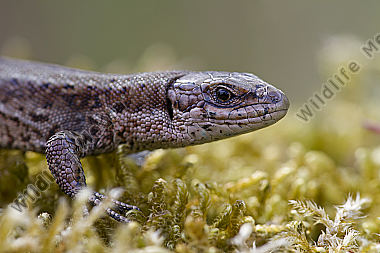 Waldeidechse / vivparous lizard / Lacerta vivipara