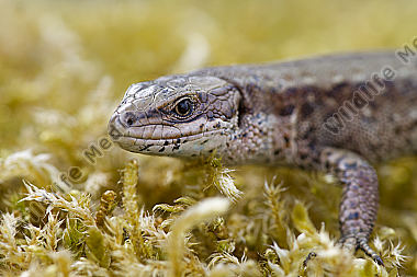 Waldeidechse / vivparous lizard / Lacerta vivipara