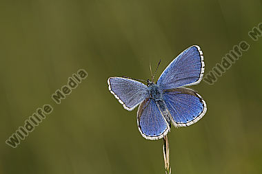Bläuling Schmetterling Blaeuling Insekt