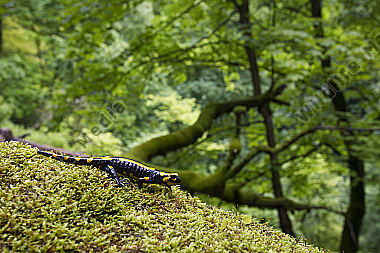 Feuersalamander