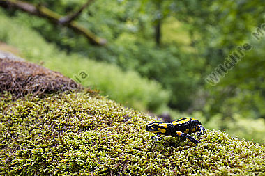 Feuersalamander