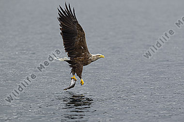 Seeadler / sea eagle / Haliaeetus albicilla