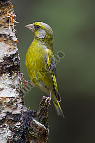 Grünfink / Chloris chloris / European greenfinch