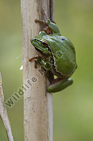 Laubfrosch / Common tree frog / hyla arborea
