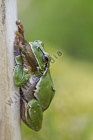 Laubfrosch / Common tree frog / hyla arborea
