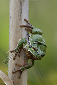 Laubfrosch / Common tree frog / hyla arborea