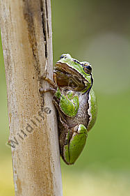 Laubfrosch / Common tree frog / hyla arborea