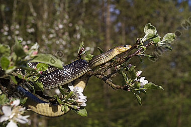 Äskulapnatter