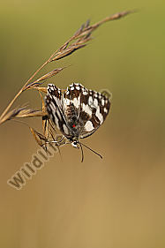 Schachbrett / Melanargia galathea