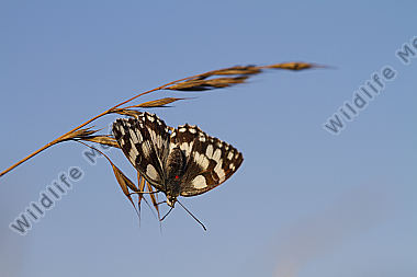 Schachbrett / Melanargia galathea