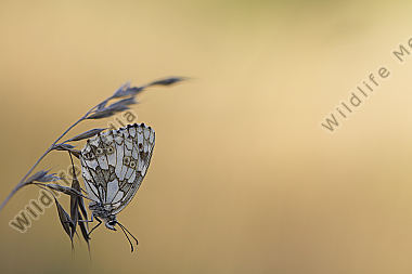 Schachbrett / Melanargia galathea