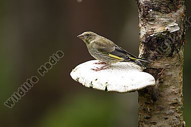 Grünfink / Chloris chloris / European greenfinch