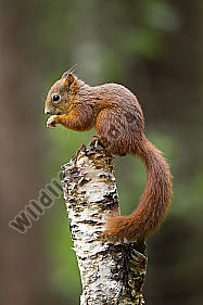 Eichhörnchen