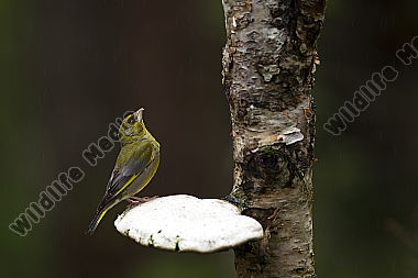 Grünfink / Chloris chloris / European greenfinch