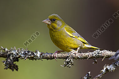Grünfink / Chloris chloris / European greenfinch