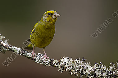 Grünfink / Chloris chloris / European greenfinch