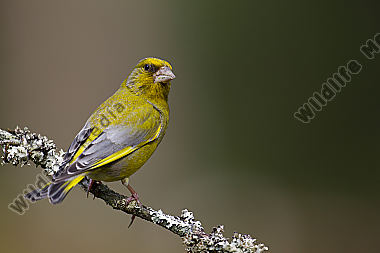 Grünfink / Chloris chloris / European greenfinch