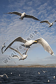 Silbermöwe / Larus argentatus / Herring Gull