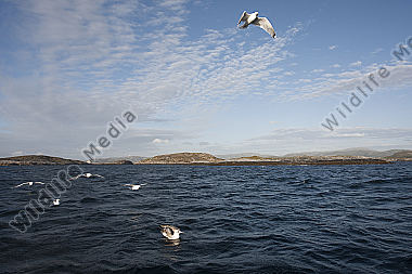 Silbermöwe / Larus argentatus / Herring Gull