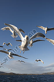 Silbermöwe / Larus argentatus / Herring Gull
