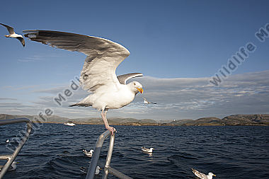 Silbermöwe / Larus argentatus / Herring Gull