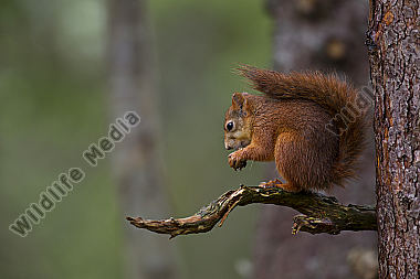 Eichhörnchen