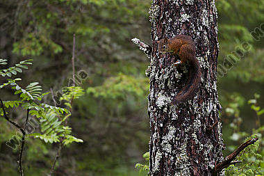 Eichhörnchen
