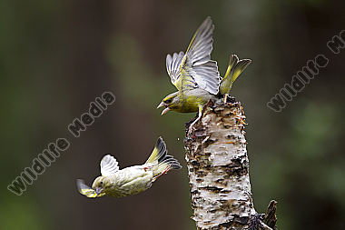 Grünfink / Chloris chloris / European greenfinch