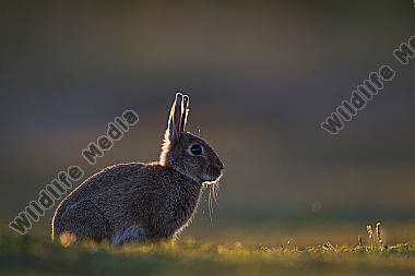 Wildkaninchen