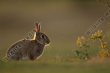 Wildkaninchen