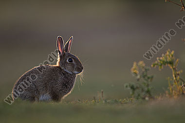 Wildkaninchen