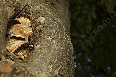 Hornisse am Nest